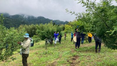 ときがわ山椒収穫応援イベントに参加しました（2024年5月20日）